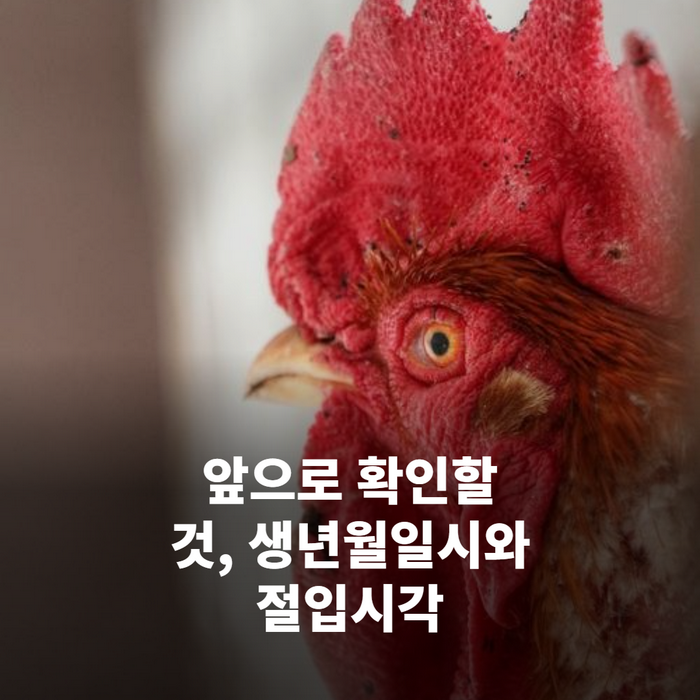 스마트폰 사주 앱 화면에 생년월일시를 입력하는 손